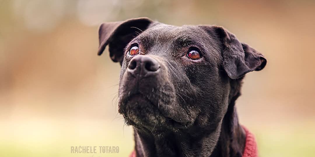 Africa incrocio labrador adozione del cuore