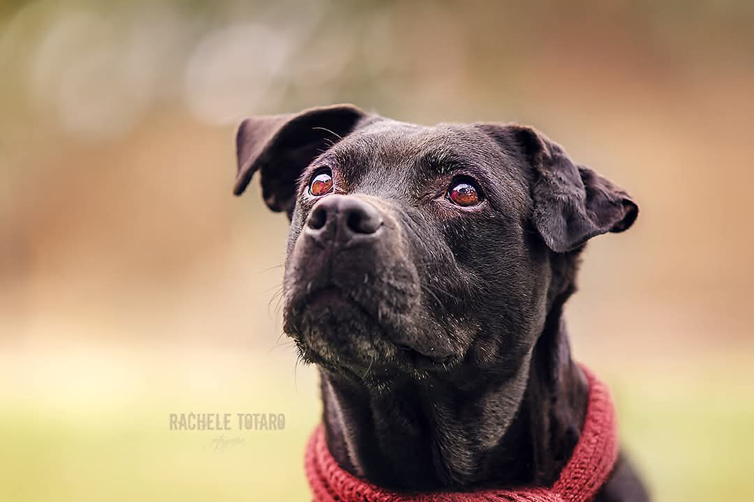 Africa incrocio labrador adozione del cuore